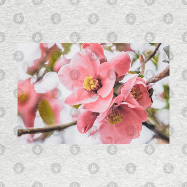 Flowering-Quince Blossom Photograph by love-fi